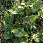 Arum maculatum habit picture by Gaël Covain (cc-by-sa)