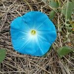 Ipomoea tricolor flower picture by Chávez Brandon (cc-by-sa)