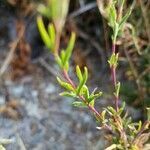 Epilobium brachycarpum leaf picture by Nikita Ikon (cc-by-sa)