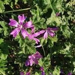 Malva setigera habit picture by Loic Vallée (cc-by-sa)