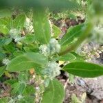 Chenopodium ficifolium leaf picture by Bonne Eigenhuis (cc-by-sa)