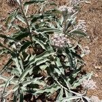 Asclepias eriocarpa leaf picture by Jake Noll (cc-by-sa)