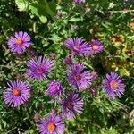 Symphyotrichum novae-angliae flower picture by Barbara McCowan (cc-by-sa)