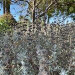 Salvia leucophylla habit picture by Dan Maxwell (cc-by-sa)