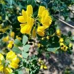 Coronilla valentina flower picture by Odile Henry (cc-by-sa)