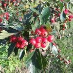 Crataegus persimilis leaf picture by Ann QUALE (cc-by-sa)