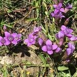 Gentianopsis ciliata habit picture by Daniel Barthelemy (cc-by-nc)