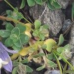 Campanula cenisia leaf picture by Pietro Brignoli (cc-by-sa)