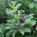 Vitex trifolia fruit picture by Елена Елена (cc-by-sa)