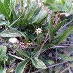 Arabis allionii flower picture by Cindy FOULON (cc-by-sa)