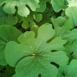 Sanguinaria canadensis leaf picture by Nina Wodz (cc-by-sa)