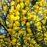 Acacia curranii flower picture by Md Uddin (cc-by-sa)