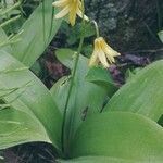 Clintonia borealis flower picture by Natacha Ouellet (cc-by-sa)