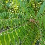 Rhus typhina leaf picture by Saul Thomas (cc-by-sa)