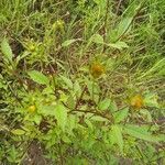 Bidens frondosa habit picture by Bonne Eigenhuis (cc-by-sa)