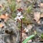 Lithophragma glabrum flower picture by Barbara Mack (cc-by-sa)