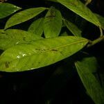 Chrysochlamys psychotriifolia leaf picture by Nelson Zamora Villalobos (cc-by-nc)