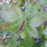 Acer sempervirens leaf picture by Dimitra Doudousaki (cc-by-sa)