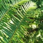 Polystichum munitum leaf picture by Dylan Gunning (cc-by-sa)