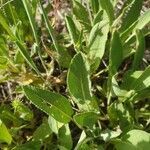 Salvia absconditiflora leaf picture by Sinan Avcı (cc-by-sa)