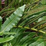 Blechnum marginatum leaf picture by Schnittler Martin (cc-by-sa)