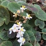 Begonia hoehneana flower picture by Lorenzi Harri (cc-by-sa)