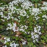 Cardamine trifolia habit picture by manuseitz (cc-by-sa)