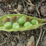 Vicia bithynica fruit picture by Llandrich anna (cc-by-sa)