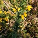 Ulex minor flower picture by jane lovett (cc-by-sa)