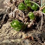 Galium pyrenaicum leaf picture by Fabien Anthelme (cc-by-sa)