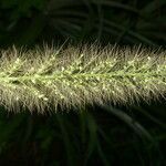 Setaria liebmannii flower picture by Nelson Zamora Villalobos (cc-by-nc)