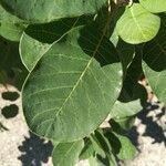 Cotinus coggygria leaf picture by Judicaël CASTAGNET (cc-by-sa)