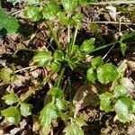 Ranunculus parviflorus habit picture by ludovic riche (cc-by-sa)