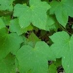 Rubus odoratus leaf picture by J Cheung (cc-by-sa)