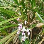 Calanthe sylvatica leaf picture by Matthieu Libeer (cc-by-sa)