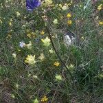 Phyteuma orbiculare habit picture by Luc Guislain (cc-by-sa)