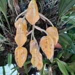 Stanhopea wardii flower picture by Ariel Aguirre (cc-by-sa)