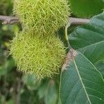 Castanea sativa fruit picture by juju juju (cc-by-sa)