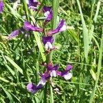 Vicia onobrychioides flower picture by Sergio Ricardo (cc-by-sa)