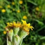 Tephroseris helenitis flower picture by Fanny G (cc-by-sa)