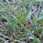 Agrostis stolonifera habit picture by Yoan MARTIN (cc-by-sa)