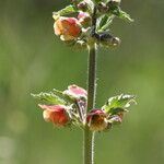 Scrophularia grandiflora flower picture by Pedro Gaspar (cc-by-sa)