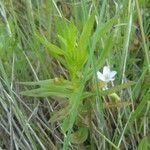 Gratiola officinalis habit picture by bas yves (cc-by-sa)