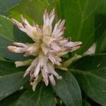 Pachysandra terminalis flower picture by Kai Best (cc-by-sa)