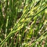 Juncus interior fruit picture by Kendra RaiderNature (cc-by-sa)