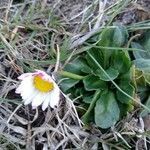 Bellis sylvestris habit picture by Manuel Barón (cc-by-sa)