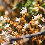 Sedum anglicum habit picture by Aurélia et JChris Courte-Barbary (cc-by-sa)