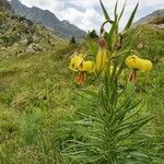 Lilium pyrenaicum habit picture by Nicolas Lagarrigue (cc-by-sa)