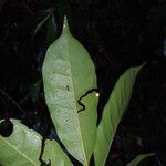 Iryanthera sagotiana leaf picture by Lisa Moreno (cc-by-sa)