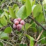 Smilax bona-nox fruit picture by Nate Cardozo (cc-by-sa)